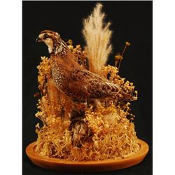 Quail Taxidermy Mount