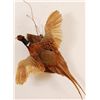 Image 1 : Pheasant Mount