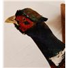 Image 5 : Pheasant Mount