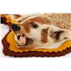 Image 3 : Badger and Wolverine Taxidermy Rugs