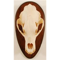 Brown Bear Taxidermy Skull Mount