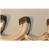 Image 2 : LOT OF 4 AFRICAN WARTHOG TUSK PENDANTS WITH SILVER FILIGREE
