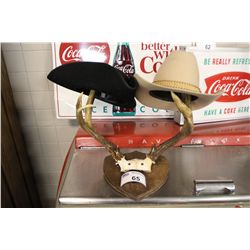 SET OF ANTLERS WITH COWBOY HATS