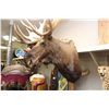 Image 1 : LARGE CANADIAN MOOSE