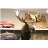 Image 2 : LARGE CANADIAN MOOSE