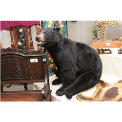 SMILING BLACK BEAR, WITH PERMITS