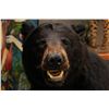 Image 2 : SMILING BLACK BEAR, WITH PERMITS