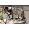 Image 1 : ALPHA MALE WOLF
