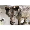 Image 2 : ALPHA MALE WOLF