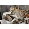 Image 2 : BOBCAT