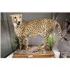 Image 1 : CHEETAH