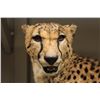 Image 2 : CHEETAH