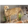 Image 3 : CHEETAH