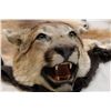 Image 2 : COUGAR RUG 82" LONG WITH PERMIT