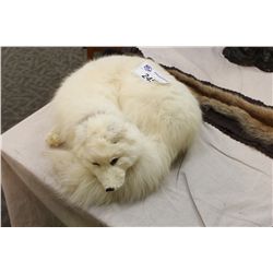 MOUNT OF AN ARCTIC ERMINE