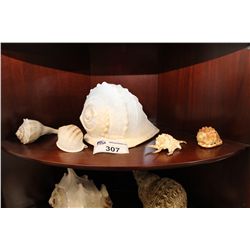 SHELF LOT OF SEA SHELLS