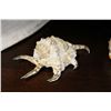 Image 2 : SHELF LOT OF SEA SHELLS
