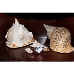 SHELF LOT OF SEA SHELLS