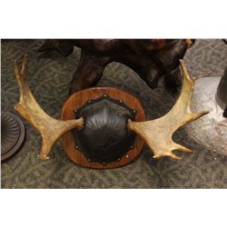 SET OF MOOSE HORNS