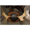 Image 1 : SET OF MOOSE HORNS