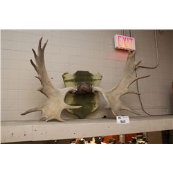 LARGE SET OF MOOSE HORNS