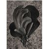 Image 3 : Queen Victoria personally owned black feather aigrette