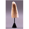Image 4 : Rare and unique curved Whale Tooth.(Size: See last