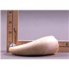 Image 6 : Rare and unique curved Whale Tooth.(Size: See last