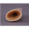Image 5 : Native American scrimshawed Whale Tooth.  Commemorating