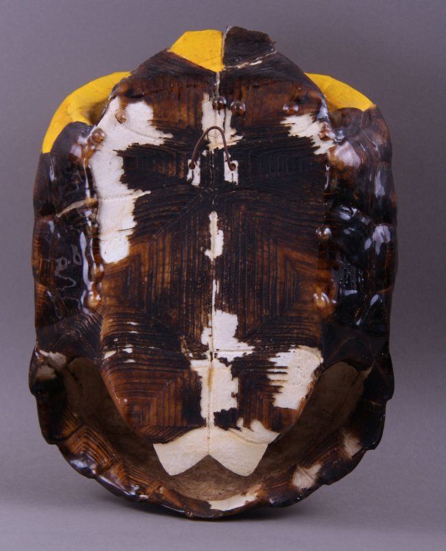 Native American hand painted turtle shell of the Chief