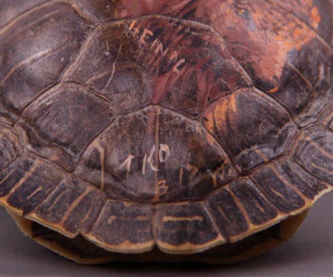 Native American hand painted turtle shell of Bald