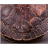Image 2 : Native American hand painted turtle shell of Bald