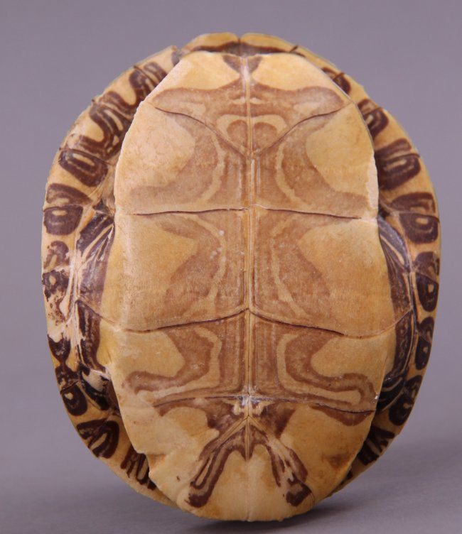 Native American hand painted turtle shell of Bald