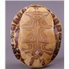 Image 3 : Native American hand painted turtle shell of Bald