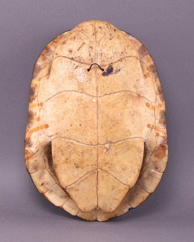 Native American hand painted turtle shell of Kachina.