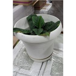 TABLE PLANT