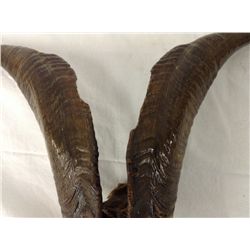 Authentic Gazelle Horns