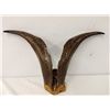 Image 3 : Authentic Gazelle Horns