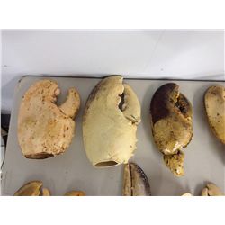 Collection of Lobster Claws