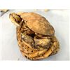 Image 2 : Authentic Crab Mounted on Cork Buoy