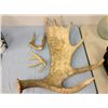 Image 1 : 3 Assorted Antler Halfs