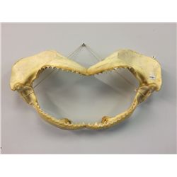 Large Set of Shark Teeth (20" X 10.5")