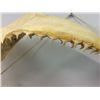 Image 2 : Large Set of Shark Teeth (20" X 10.5")