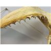 Image 3 : Large Set of Shark Teeth (20" X 10.5")