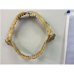 Set of Shark Teeth (11" X 9.5")