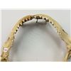 Image 3 : Set of Shark Teeth (11" X 9.5")
