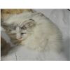 Image 2 : LOT 8 ASSORTED CAT LOVER COLLECTIBLES