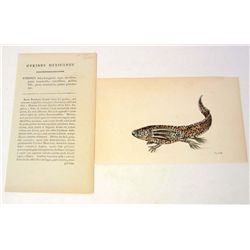 C. 1790'S HAND COLORED PRINT OF GYRINUS MEXICANUS