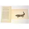 Image 1 : C. 1790'S HAND COLORED PRINT OF GYRINUS MEXICANUS