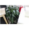 Image 2 : 6' TALL POTTED PINE TREE AND 2 POTTED CORN PLANTS